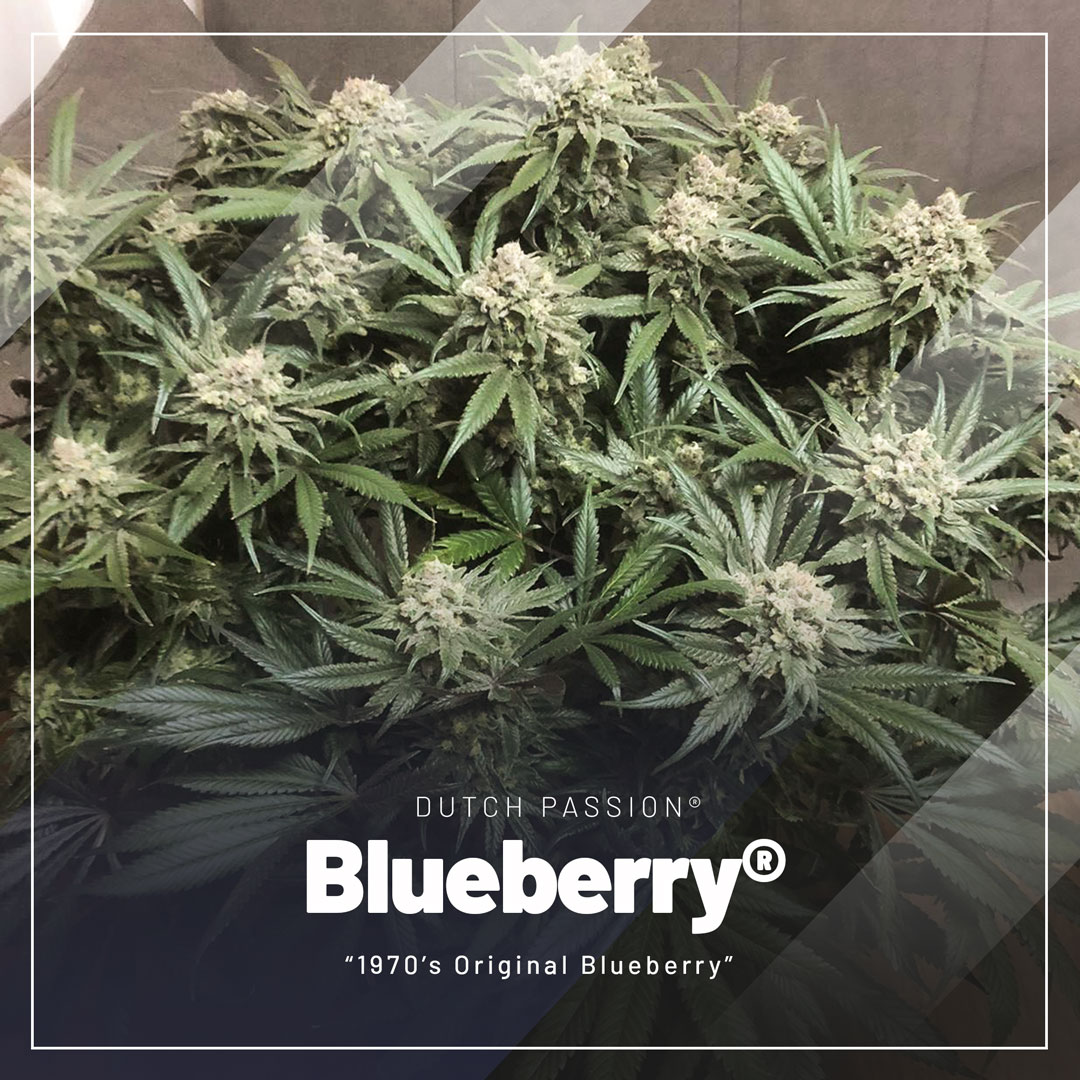 Blueberry: une délicieuse variété de cannabis célèbre depuis les années 70!