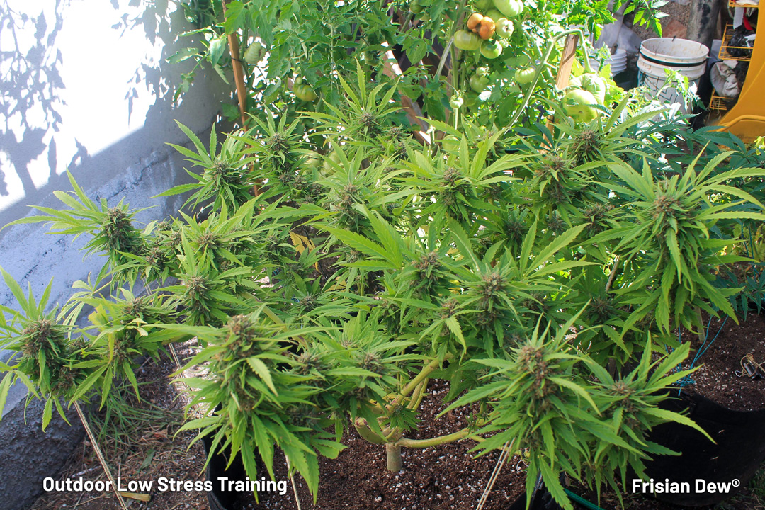cannabis-low-stress-training-on-an-outdoor-cannabis-plant