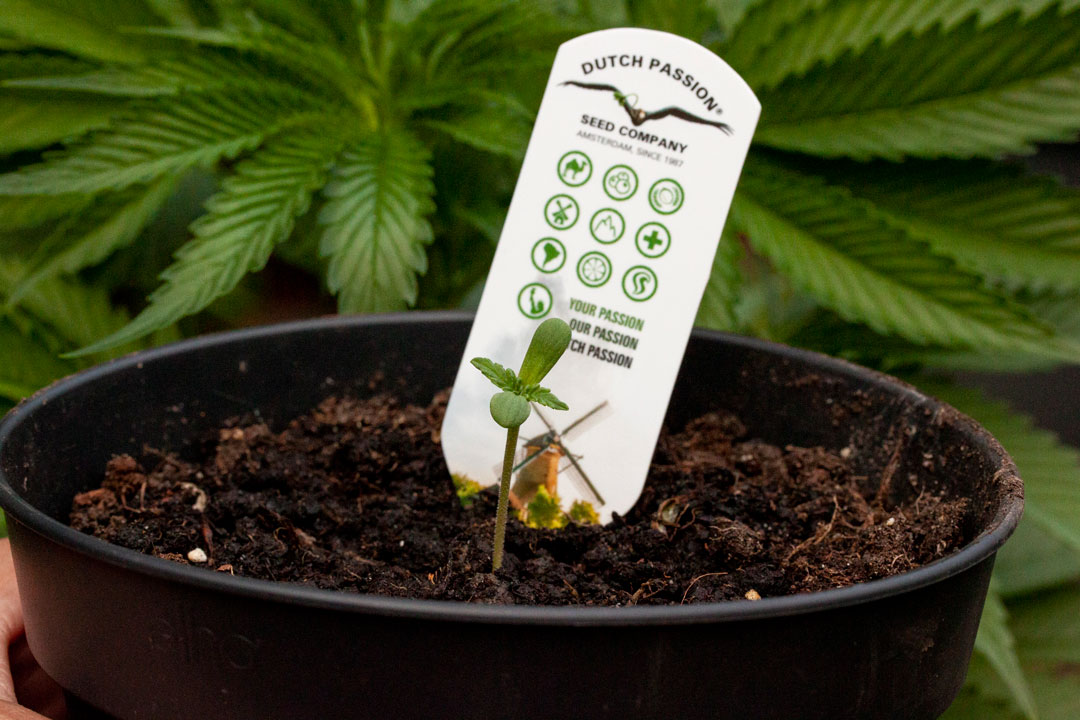 cannabis-seedling-in-a-garden