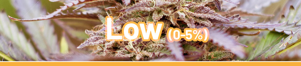 cannabis-with-low-to-no-thc-cannabinoids-cbd-rich