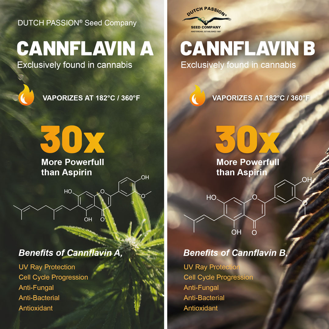 cannflavin-A-and-B-exclusive-to-cannabis