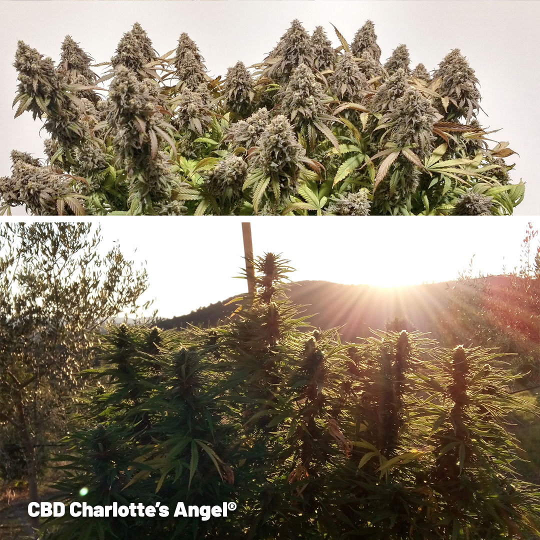 cbd-charlottes-angel-cbd-rich-cannabis-seeds-by-dutch-passion