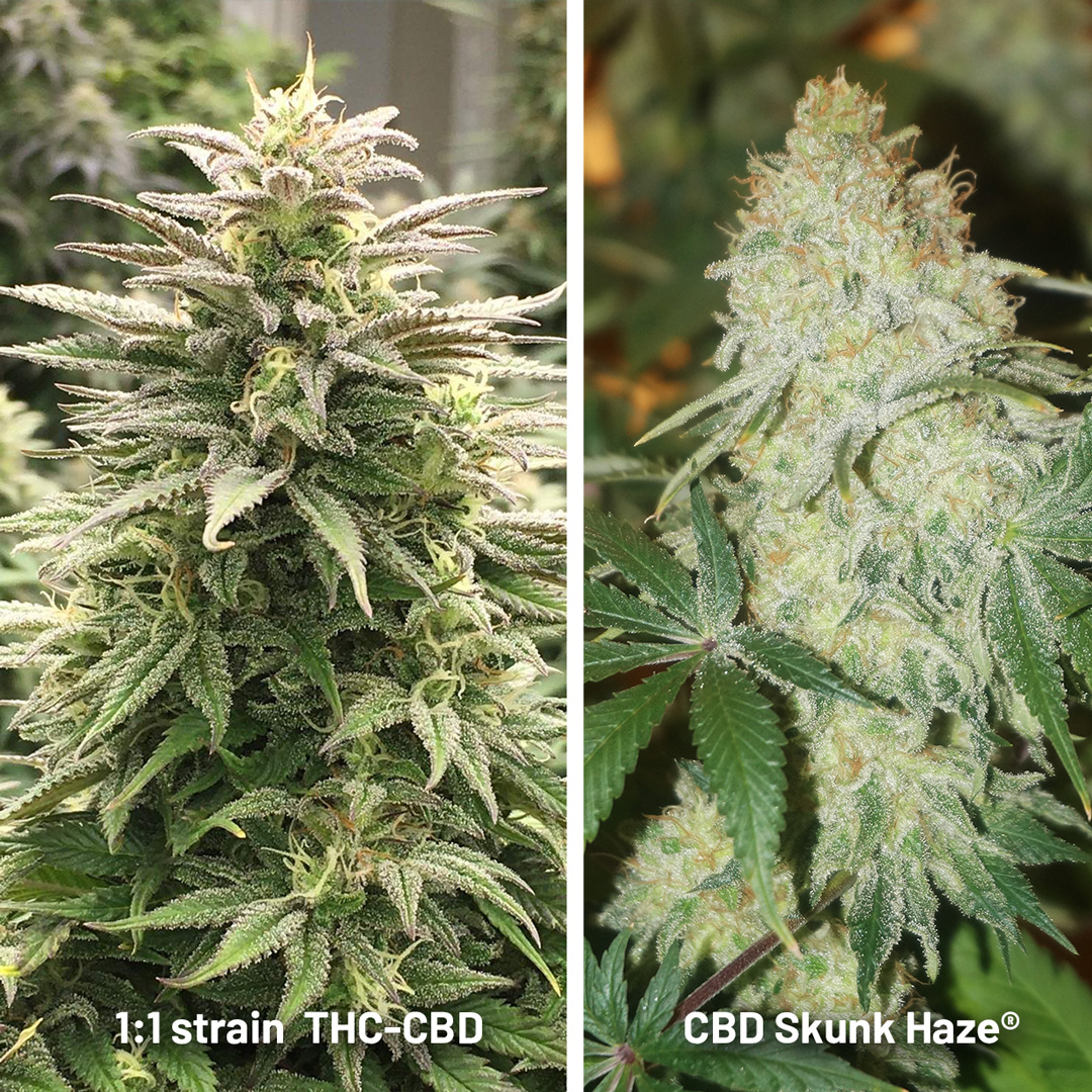 cbd-skunk-haze-1-to-1-ratio-thc-cbd-strain