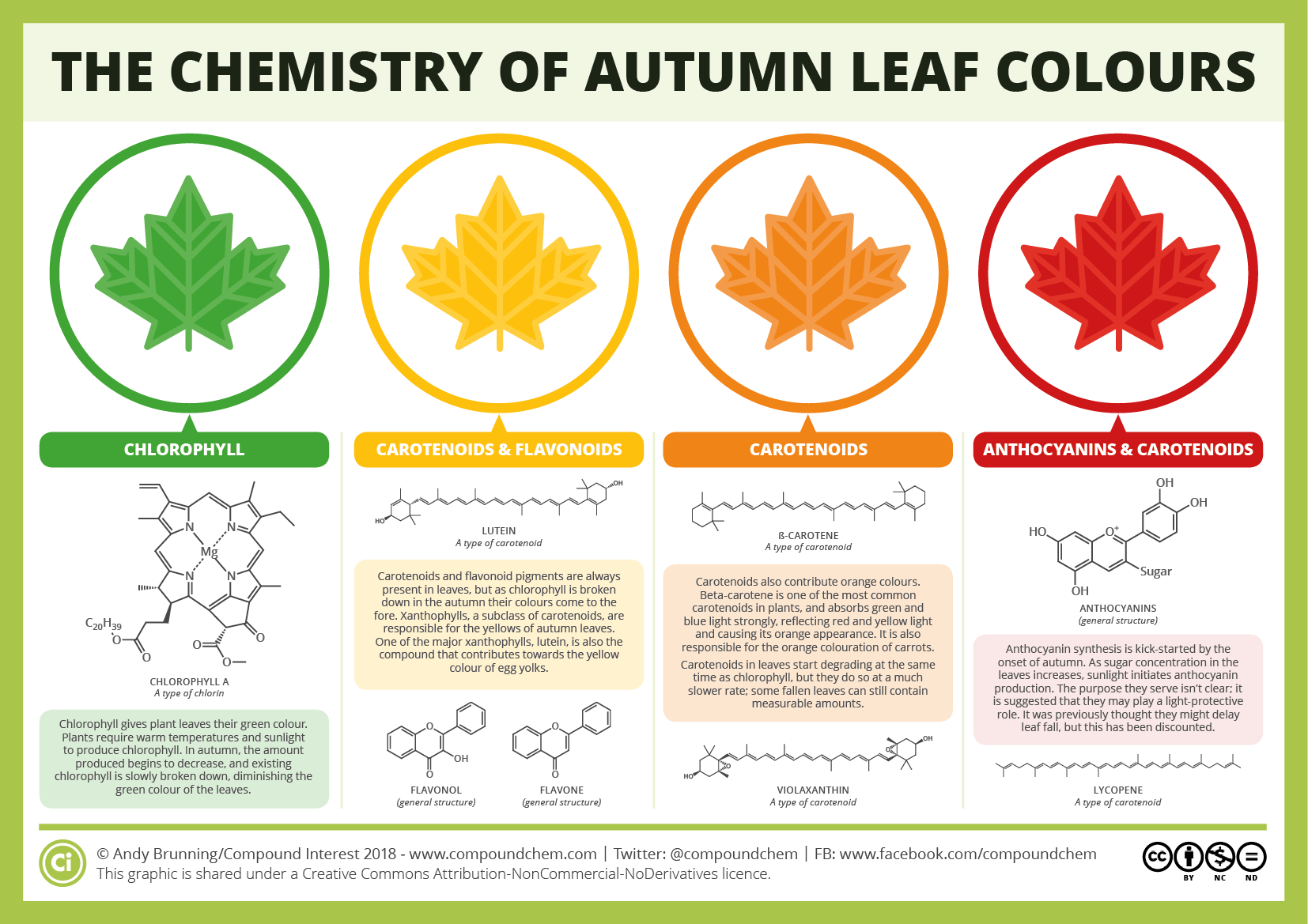 The chemistry of the colours of autumn leaves