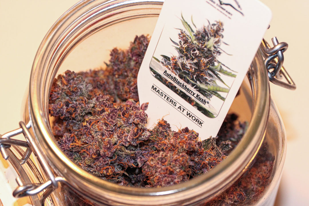 curing-your-cannabis-buds-inside-a-jar-for-better-taste