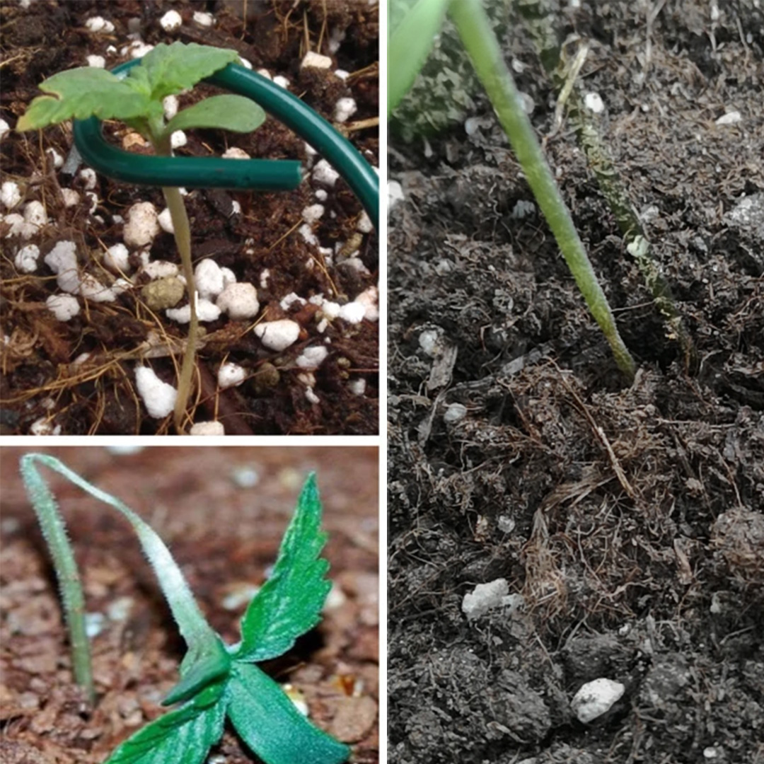 damping-off-seedlings