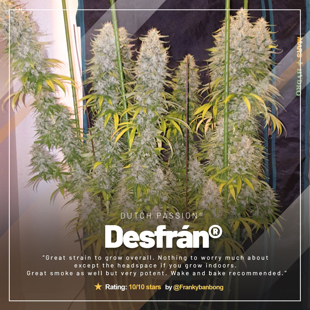 desfran-the-extreme-sativa-destroyer-cannabis-variety