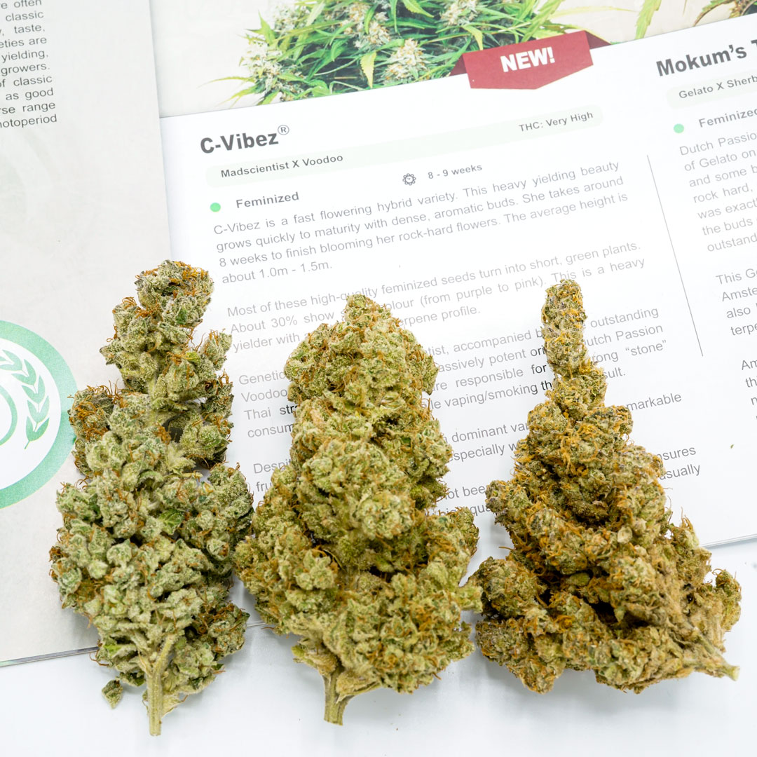 C-Vibez feminised photoperiod strain phenotypes