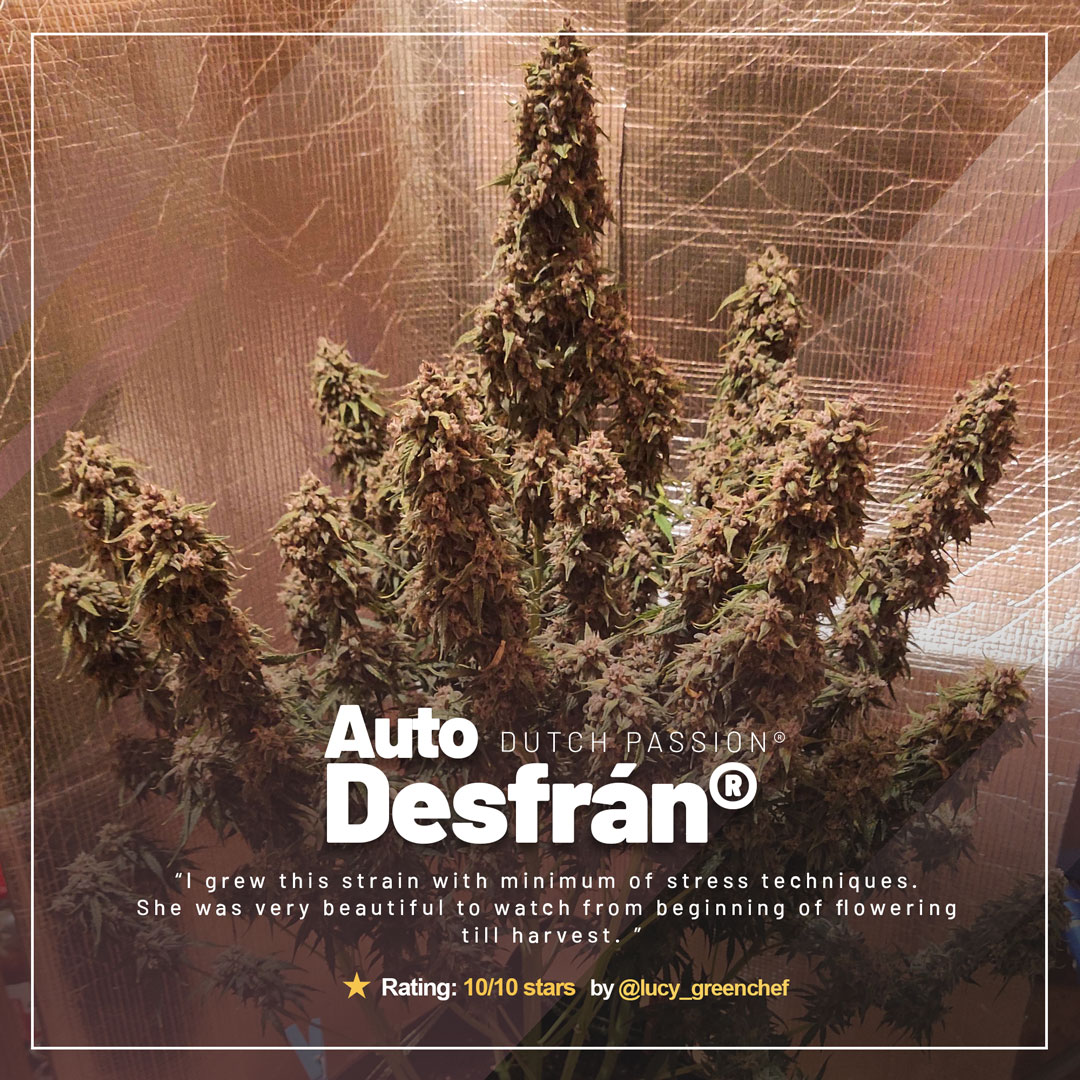 dutch-passion-auto-desfran-destroyer-genetics-autoflower-main