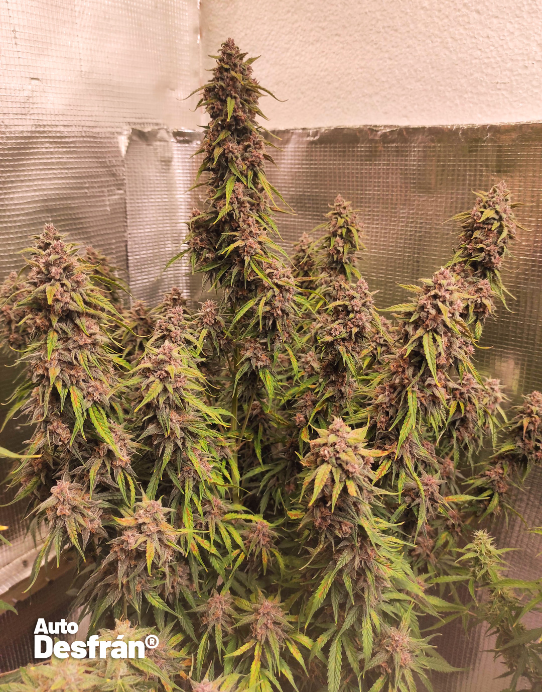 dutch-passion-auto-desfran-destroyer-genetics-autoflower