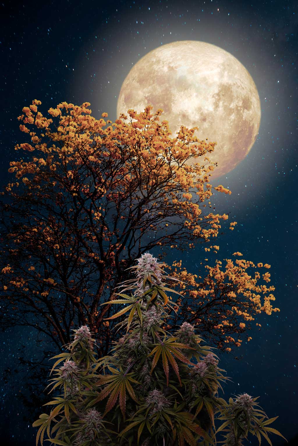 dutch-passion-cannabis-flowering-early-cannabis-seeds