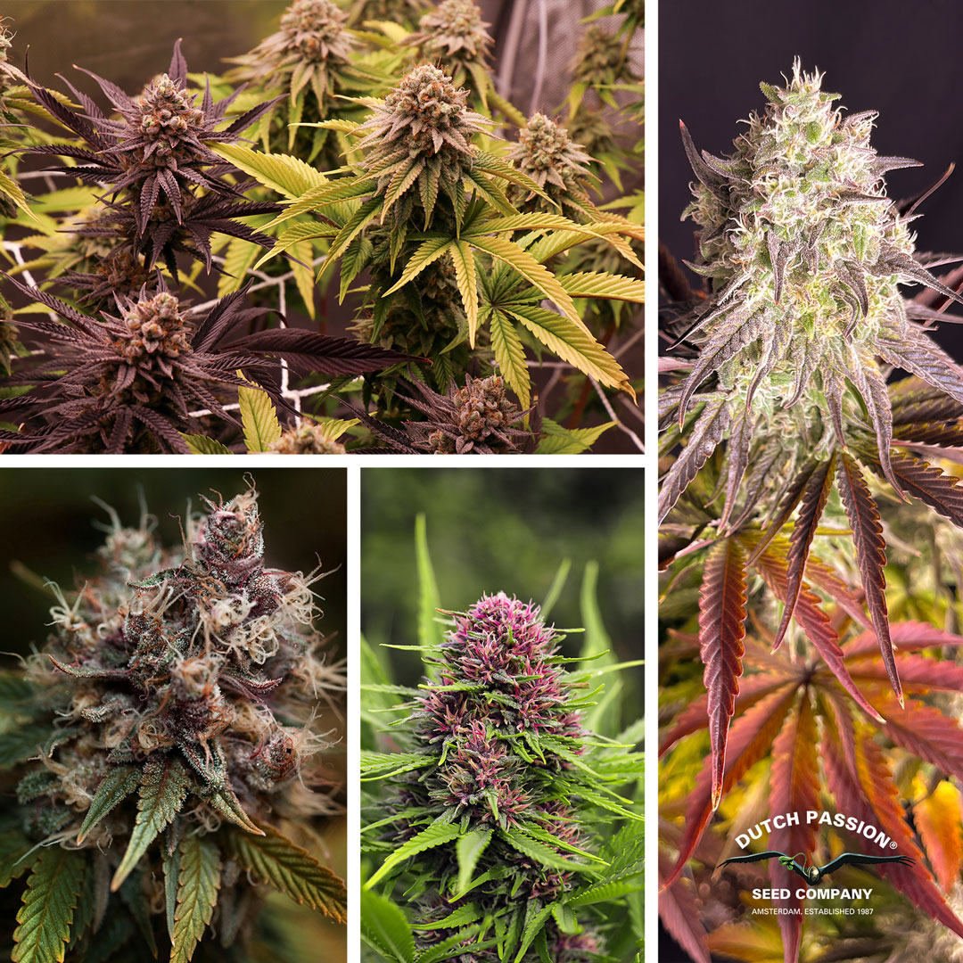 Dutch Passion original cannabis genetics