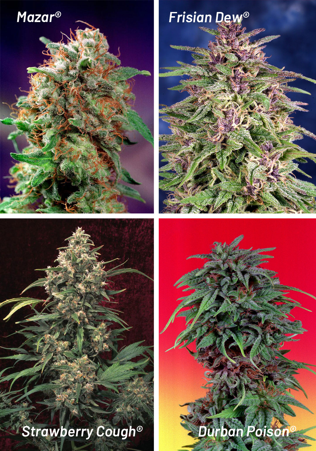 dutch-passion-classic-strains-created-by-friedie_1