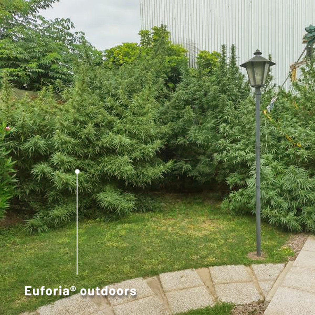 euforia-cup-winner-outdoor-grown