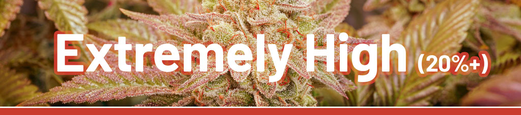 extremely-high-thc-levels-in-cannabis
