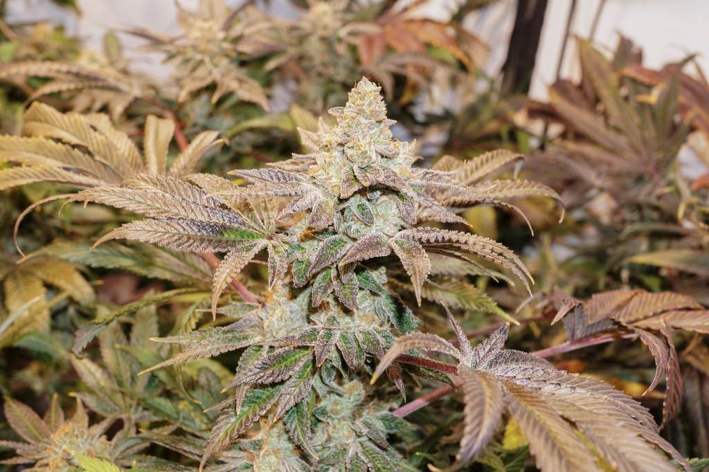 Buy Dutch Passion feminised cannabis seeds in Thailand
