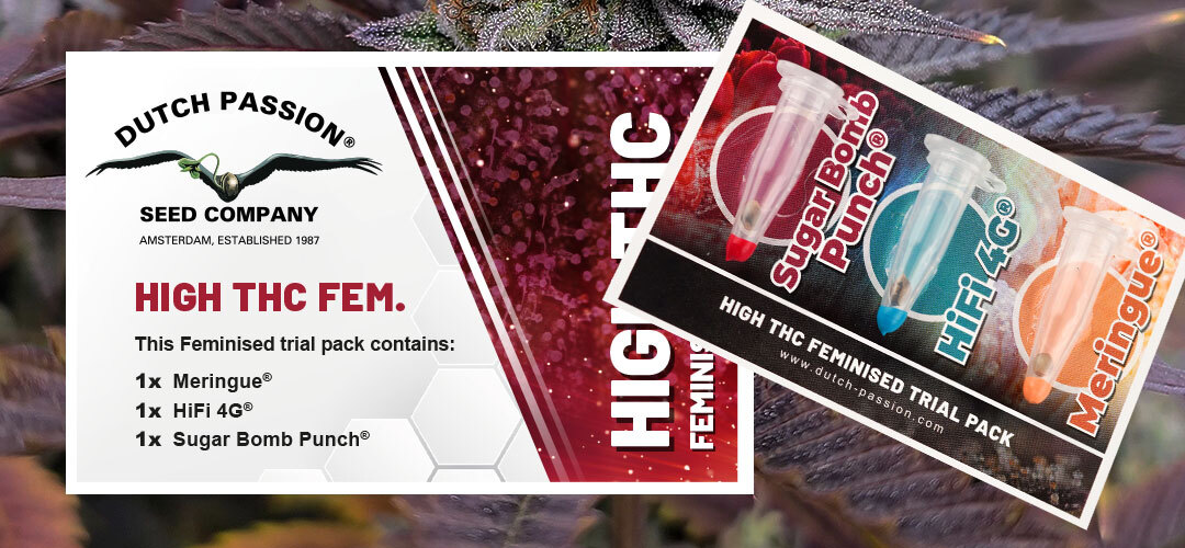 feminised-high-thc-trial-pack-dutch-passion-cannabis-seeds