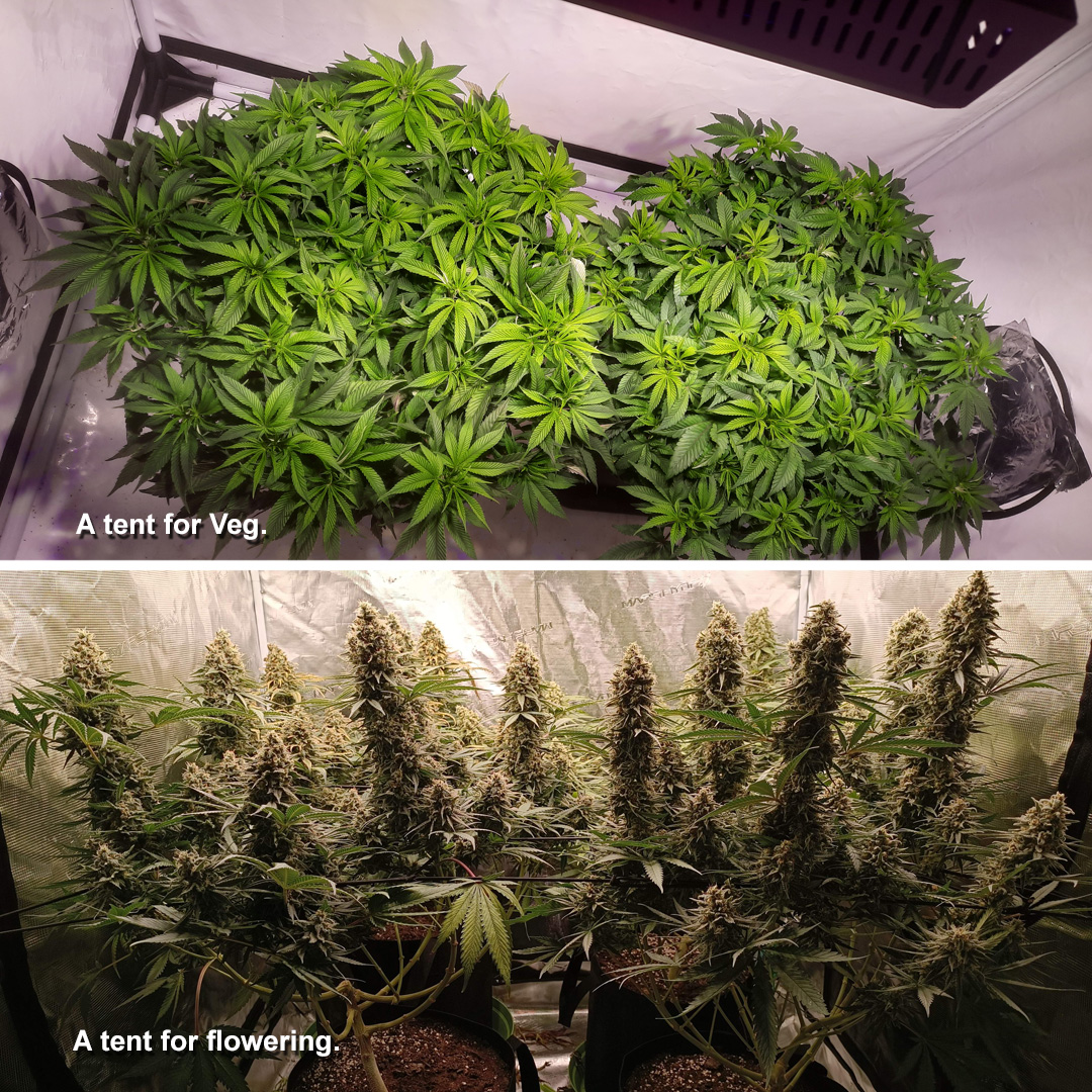 feminised-seeds-2-tents-for-veg-and-flowering