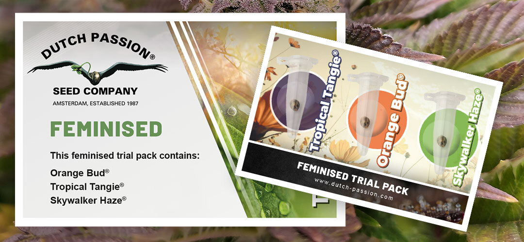 feminised-trial-pack-dutch-passion-cannabis-seeds