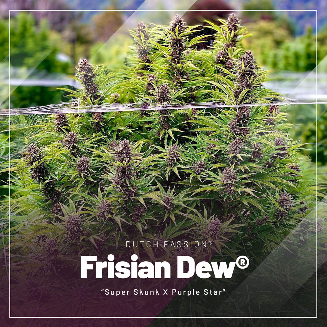 frisian-dew-cannabis-seeds-by-Dutch-Passion