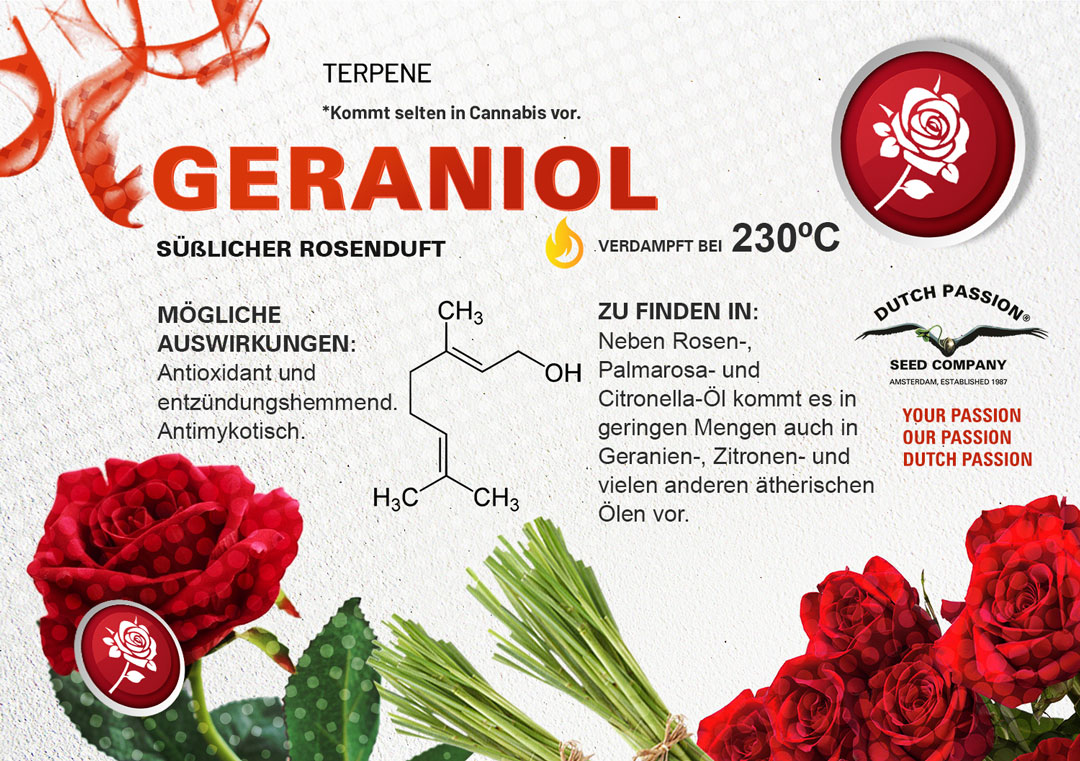 Geraniol Geruch, Geschmack und Effekte