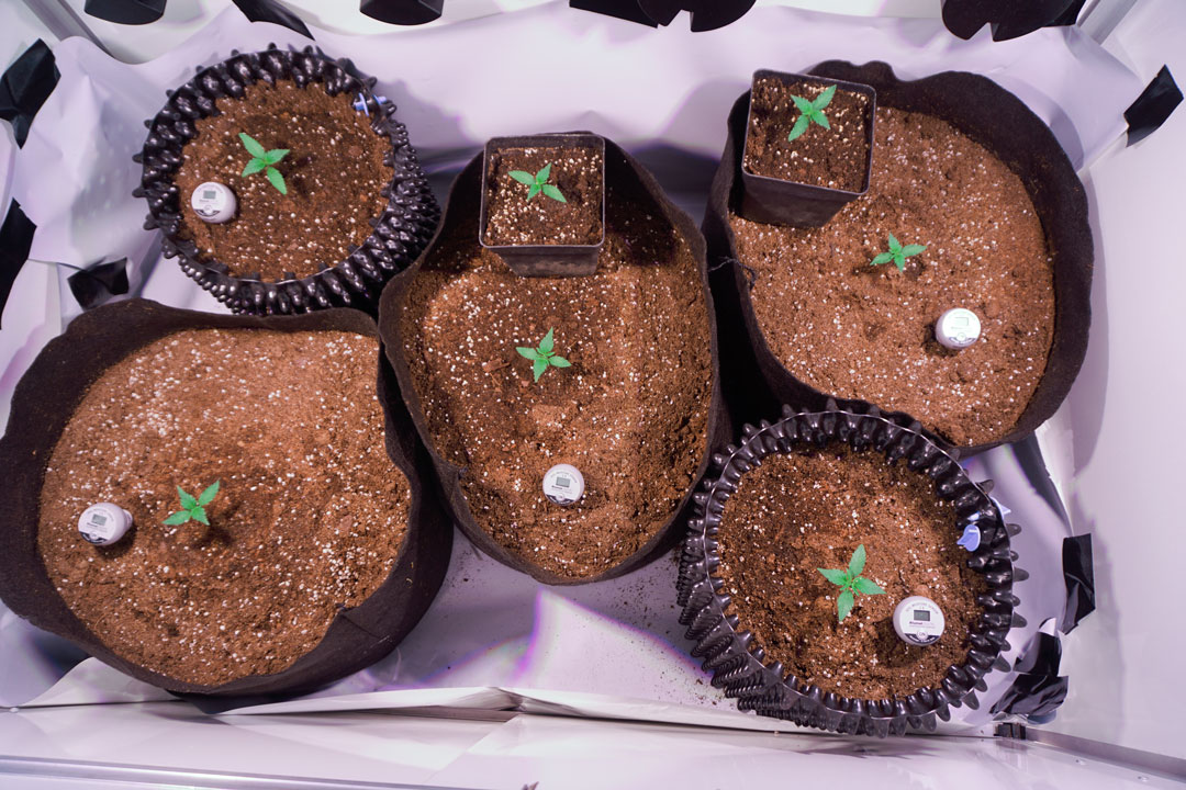 growing-cannabis-with-some-spare-seedlings