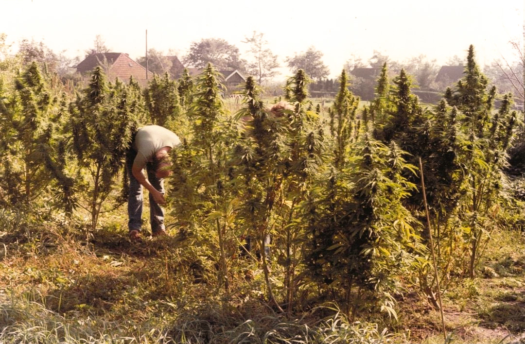 henk-grows-Nederwiet-in-the-netherlands_1