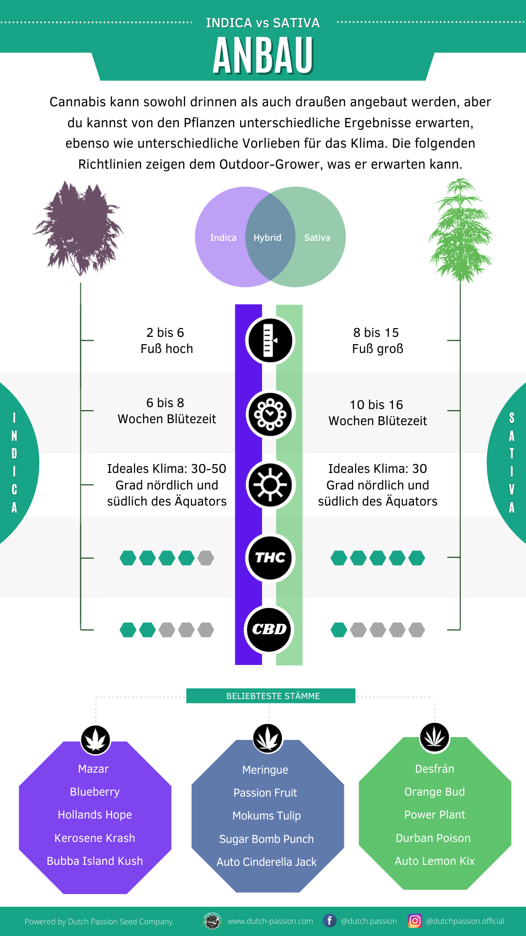 Indica vs Sativa cultivation