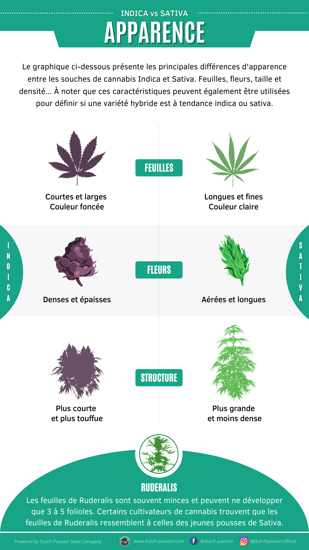 Indica vs Sativa Apparance
