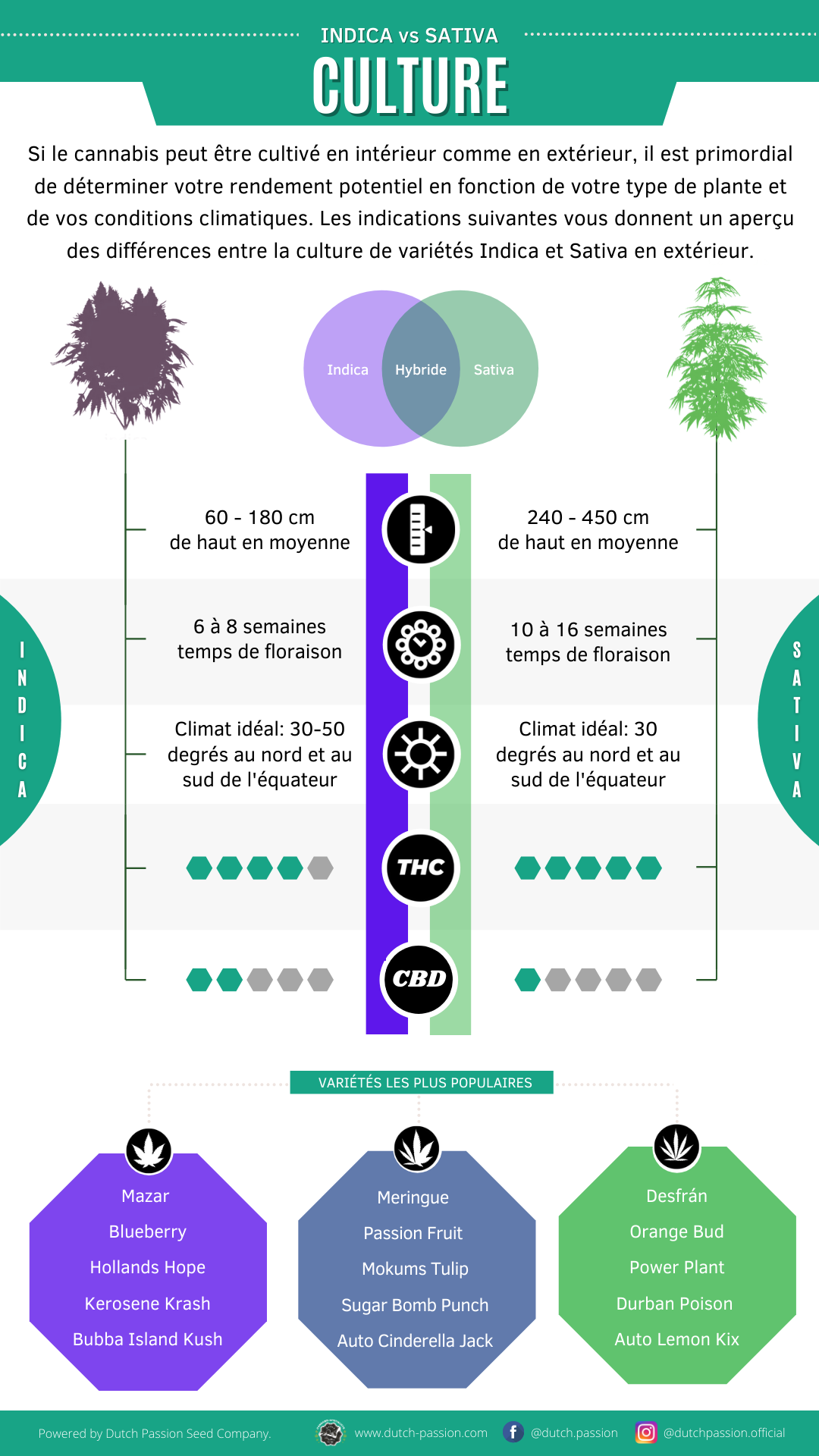 Indica vs Sativa Culture