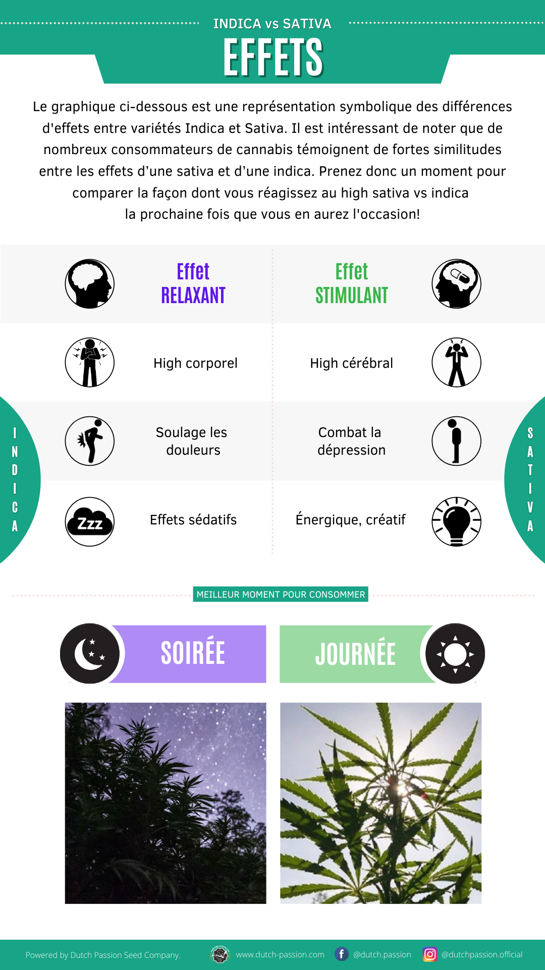 Indica vs Sativa Effets
