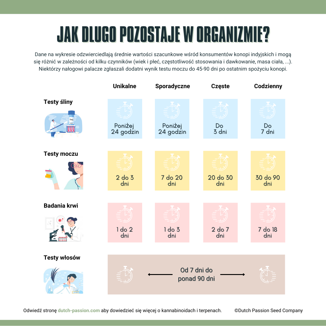 Jak długo THC pozostaje w organizmie człowieka