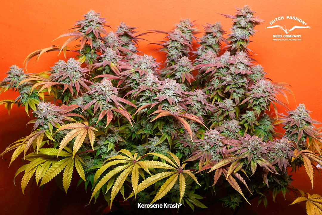 kerosene-krash-beautiful-plant-with-different-colours