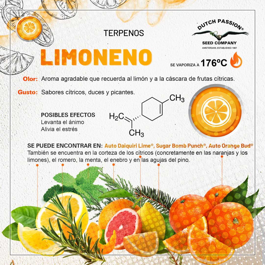 Limoneno: Guia de olor gusto y efectos