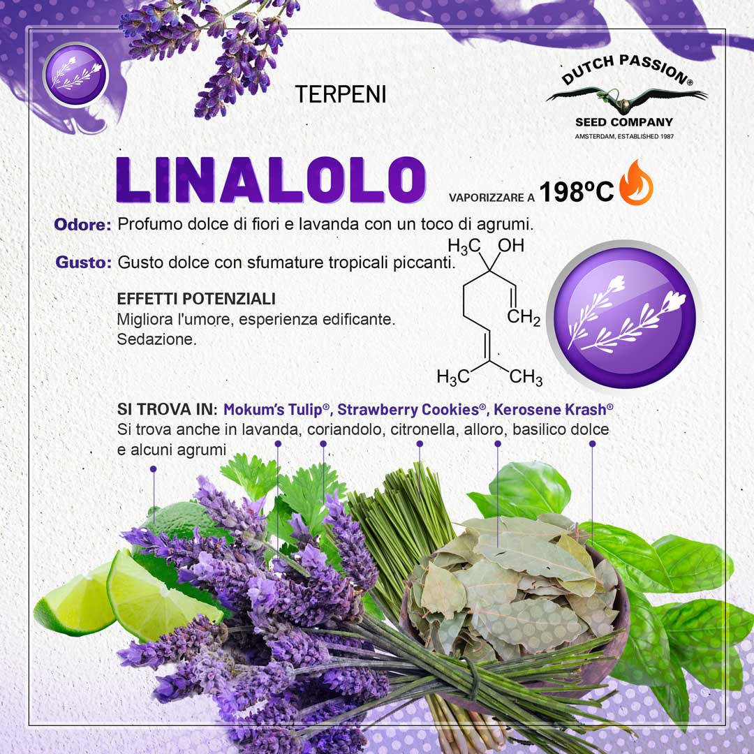 Il terpene linalolo (Odore, Gusto, Vaporizzazione)