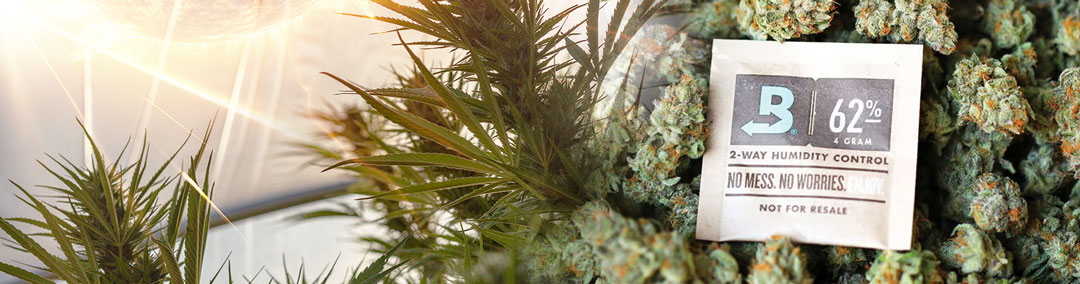 low-humidity-can-cause-terpene-degradation