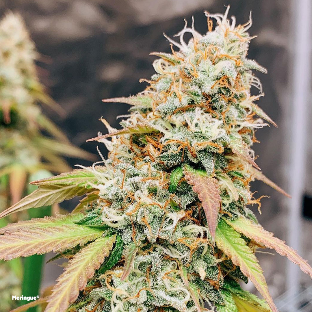 meringue-cannabis-seeds-buy-them-online-at-dutch-passion