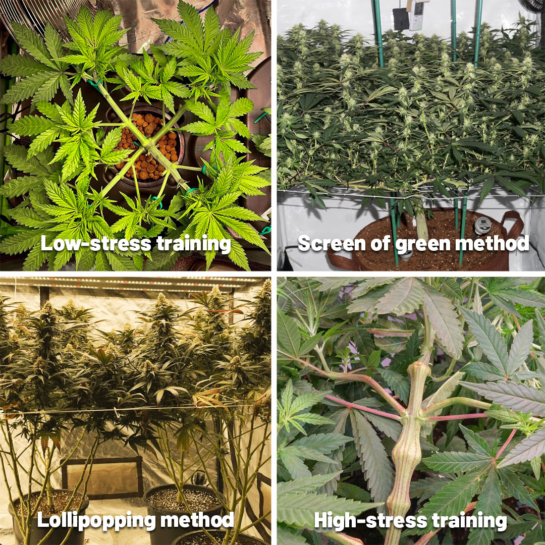 methods-of-reducing-popcorn-buds