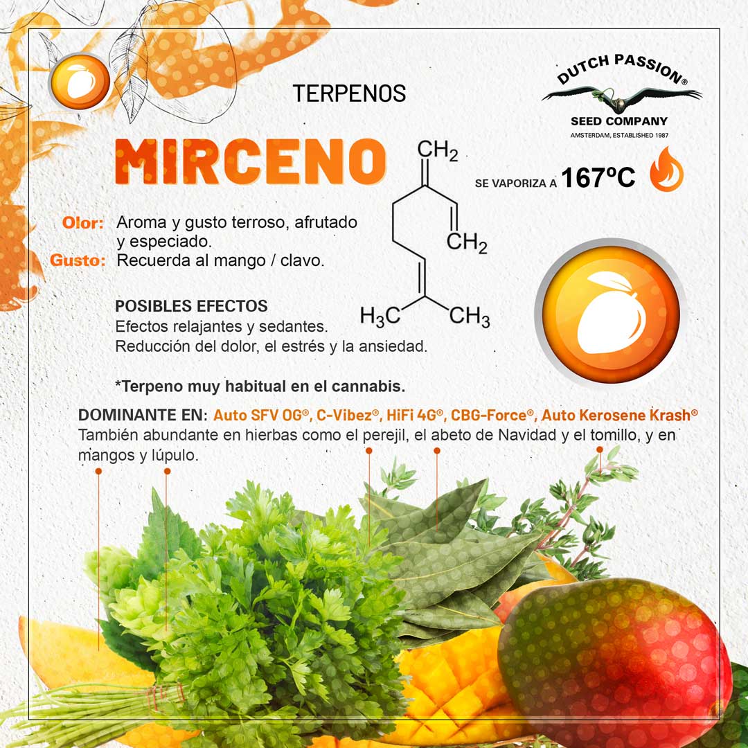 Mirceno: Guia de olor gusto y efectos