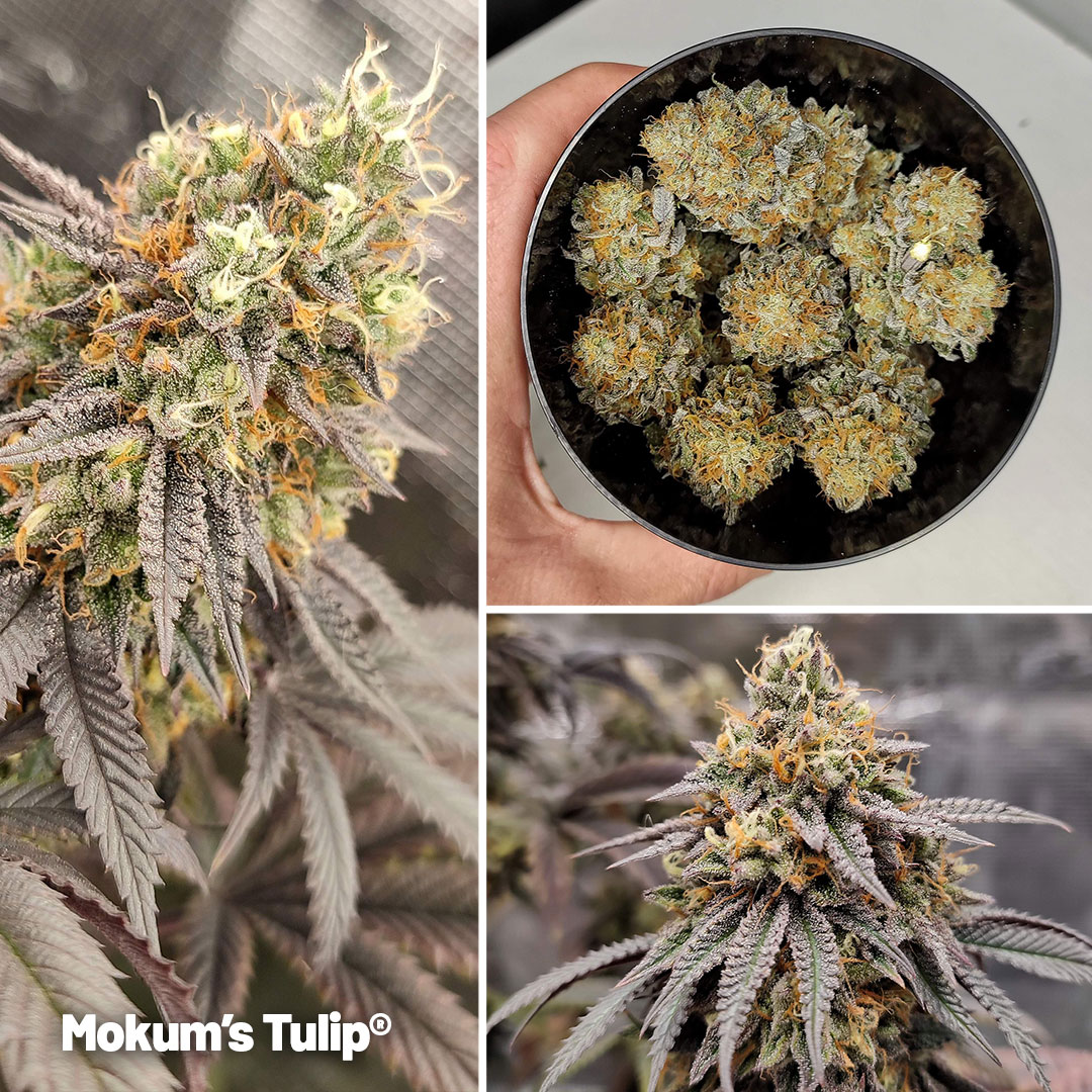 mokums-tulip-cannabis-seeds-by-dutch-passion