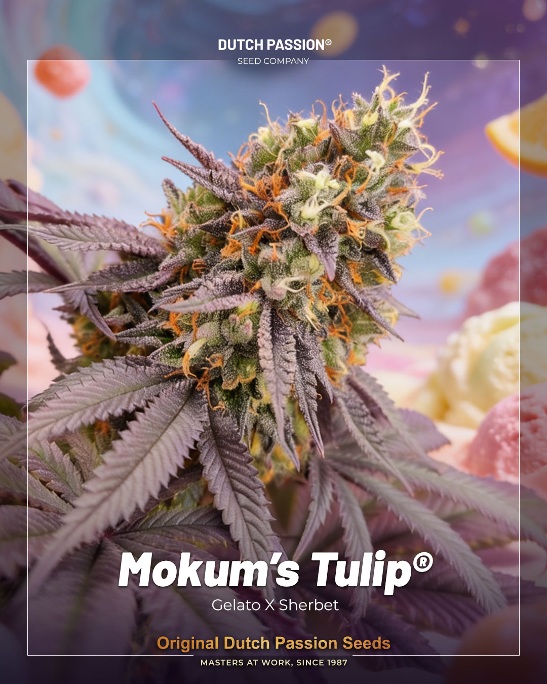 mokums tulip dessert 1080x1350 dp frame