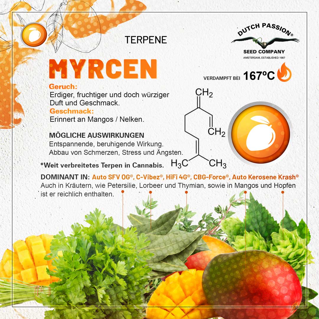 Myrcen Geruch, Geschmack und Effekte