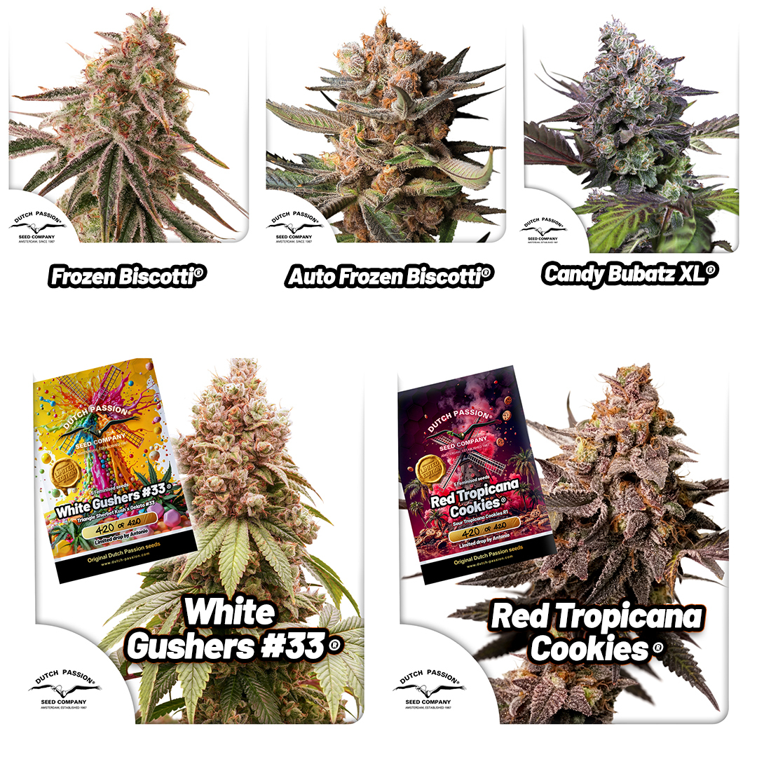 new-strains-by-dutch-passion-in-2025