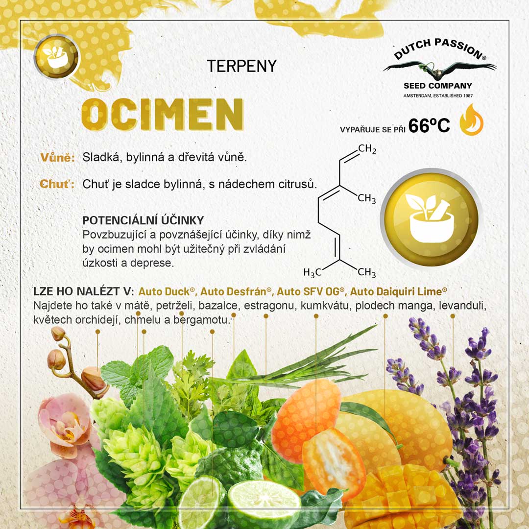 Ocimen Konopne terpeny Vune chu a ucinky