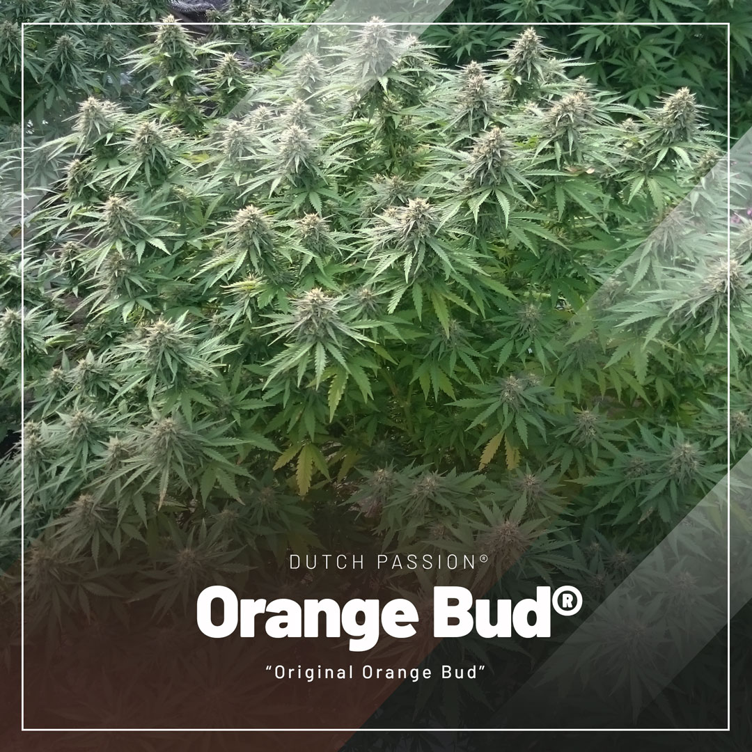 orange-bud-cannabis-seeds-by-Dutch-Passion