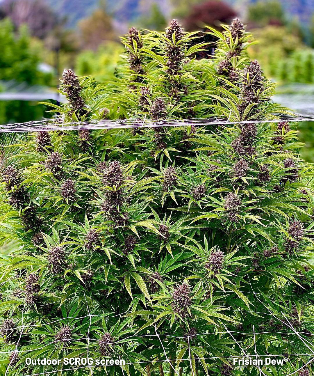 outdoor-SCROG-screen-on-a-Frisian-Dew-cannabis-plant