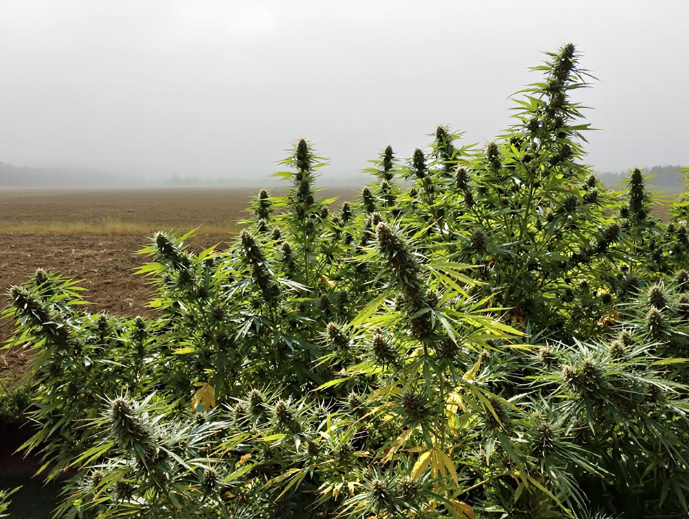 passion 1 cannabis plant grown outdoors2