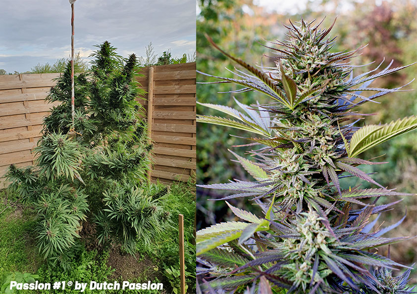 passion 1 cannabis plant grown outdoors