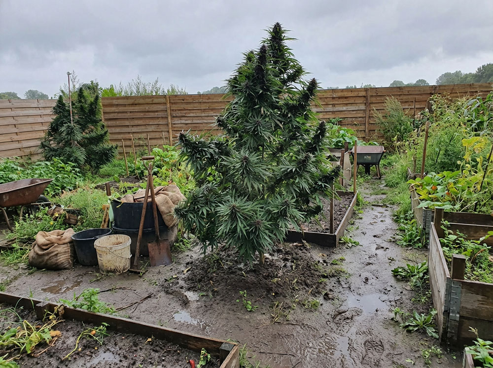 passion 1 cannabis plant grown outdoors 4