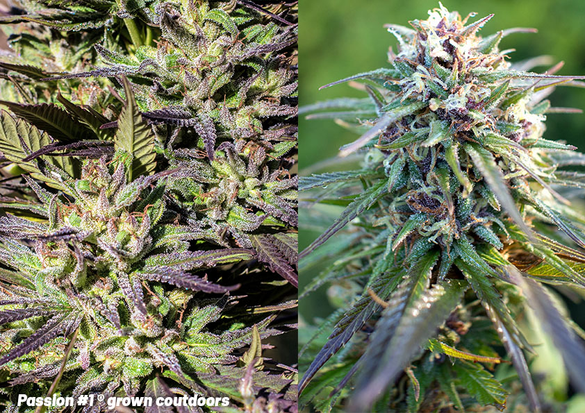passion 1 cannabis plant grown outdoors 5
